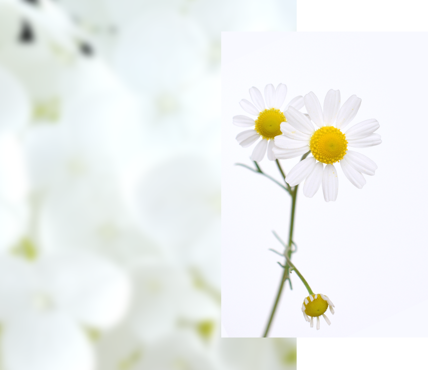 アロマの力を味方につけて<br>ストレスと上手に付き合って心身ともに健康で、元気にお仕事しませんか？