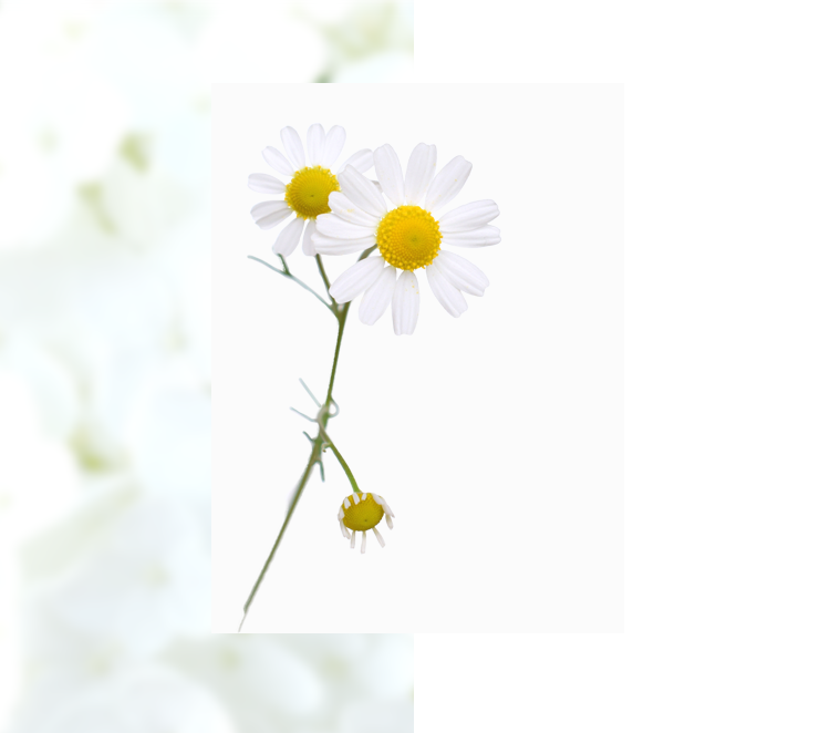 アロマの力を味方につけて<br>ストレスと上手に付き合って心身ともに健康で、元気にお仕事しませんか？